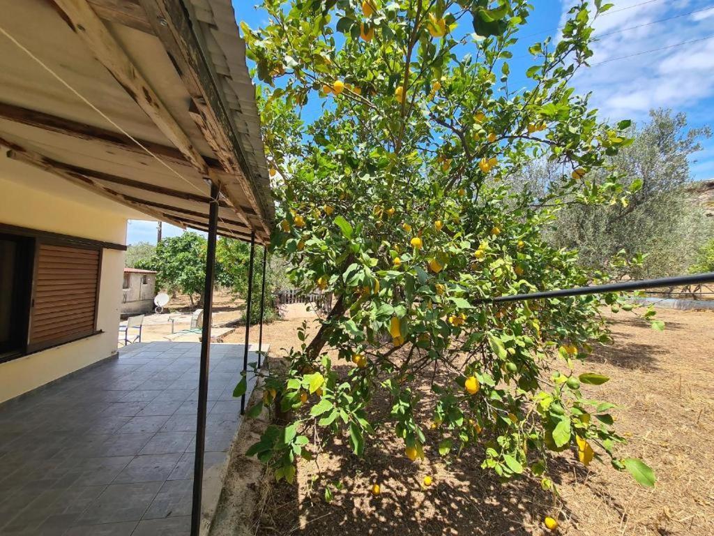 Το Κτήμα Της Ελιάς Του Τάκη Guest House Paralia Demonias Exterior photo